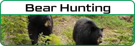 Bear Hunting