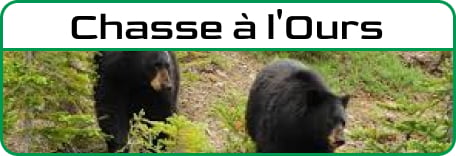 Chasse à l'ours