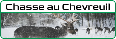 Chasse au chevreuil