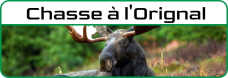 Chasse à l'orignal