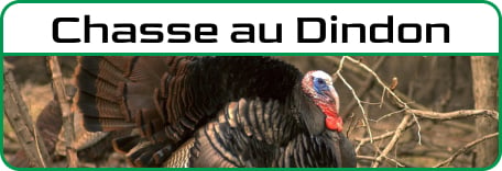 Chasse au Dindon
