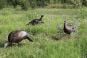 Thunder-Jake-1/4strut-Decoys