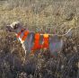 mud-river-sporting-dog-chest-protector
