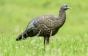 AvianX-LCD-Breeder-Hen-Decoy