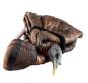 LCD-Feeder-Hen-Decoy