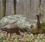 HDR-Feeding-Hen-Decoy
