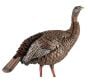HDR-Hen-Decoy