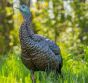 HDR-Hen-Decoy