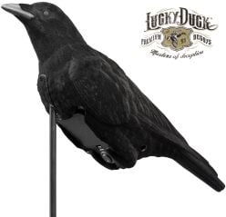 Expedite-Cawlin-Crow-Decoy