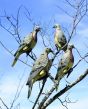 LuckyDuck-Dove-Decoy