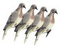 LuckyDuck-Dove-Decoy