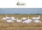 Silhouette-Snow-Goose-Decoys