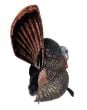 Thunder-Creeper-strutter-Decoys