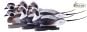 Appelants-Canards-Grade-Commercial-Hareldes-Avery