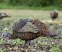 LCD-Feeder-Hen-Decoy