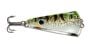 Yellow Perch
