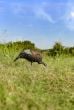 Turkey-chick-feeding-Decoys