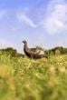 Turkey-chick-Upright-Decoys