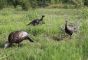 Turkey-chick-Upright-Decoys