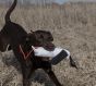 Retriev-R-Trainer-Strob-Canvas-Dummy