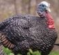 Primos-Jake-Turkey-Decoy