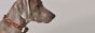 Garmin Delta Smart™ Dog Training System