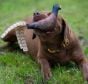 Pheasant-Chew-Toy-browning