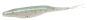 Rainbow Trout