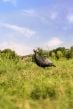 Thunder-Jake-1/4strut-Decoys