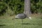 Hunters-Feeding-Decoy