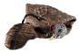 AvianX-LCD-Breeder-Hen-Decoy