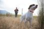 browning-classic-webbing-dog-collar-orange