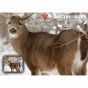 30-06-outdoors-masters-series-whitetail-targets