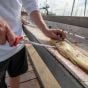 6”-Ultra-Flex-Fillet-Knife