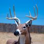 Delta McKenzie Blemished Bloodline Buck XL 3D Archery Target
