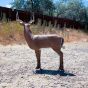 Delta McKenzie Blemished Bloodline Buck XL 3D Archery Target