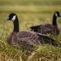 ferox-fully-flocked-canada-goose-silhouette-decoys-12-pack