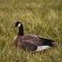 Ferox Canada Goose Silhouette Decoys 12/Pack