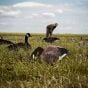 ferox-fully-flocked-canada-goose-silhouette-decoys-12-pack
