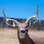 Delta McKenzie Bloodline Buck 3D Archery Target