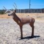 Delta McKenzie Bloodline Buck 3D Archery Target