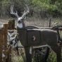 Cible-de-tir-GlenDel-Full-Rut-Buck-3D