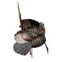 Appelant-dinde-Avian-X-HDR-Strutter