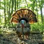 Appelant-dinde-Avian-X-HDR-Strutter