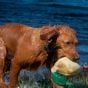 Dokken's-Deadfowl-Mallard-Trainer-Duck