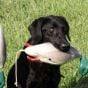 Dokken's-Deadfowl-Mallard-Trainer-Duck