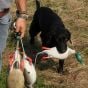 Dokken's-Deadfowl-Mallard-Trainer-Duck