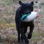 Dokken's-Deadfowl-Mallard-Trainer-Duck