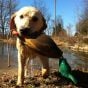 Dokken's-Deadfowl-Mallard-Trainer-Duck