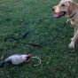 Dokken's-Deadfowl-Mallard-Trainer-Duck